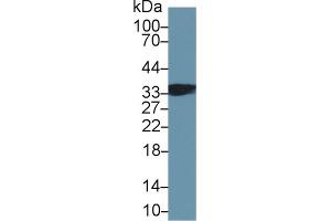 Western blot analysis of Mouse Skeletal muscle lysate, using Human TNNT1 Antibody (2 µg/ml) and HRP-conjugated Goat Anti-Rabbit antibody ( (TNNT1 抗体  (AA 1-259))