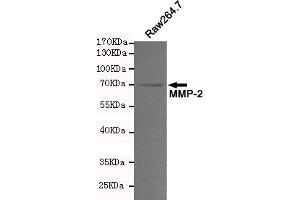 Western blot analysis of extracts from Raw264. (MMP2 抗体)