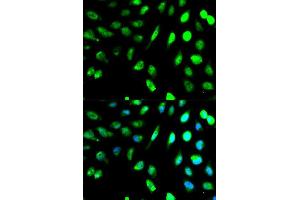Immunofluorescence (IF) image for anti-Killer Cell Lectin-Like Receptor Subfamily D, Member 1 (KLRD1) (AA 32-179) antibody (ABIN3022763)