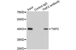 Immunoprecipitation analysis of 200ug extracts of 293T cells using 1ug TWF2 antibody (ABIN6293476). (TWF2 抗体)