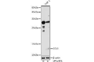 Western blot analysis of extracts of THP-1 cells, using CCL3 antibody (ABIN6130184, ABIN6138061, ABIN6138062 and ABIN6223474) at 1:1000 dilution. (CCL3 抗体  (AA 24-92))
