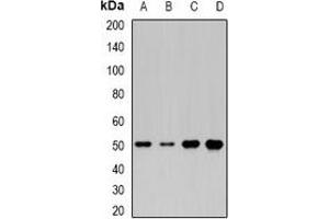 Western blot analysis of MOCS3 expression in HepG2 (A), Jurkat (B), mouse liver (C), rat heart (D) whole cell lysates. (MOCS3 抗体)