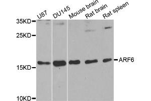 Western blot analysis of extracts of various cell lines, using ARF6 antibody. (ARF6 抗体)
