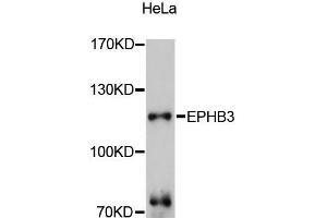 Western blot analysis of extracts of HeLa cells, using EPHB3 antibody (ABIN5997686) at 1:3000 dilution. (EPH Receptor B3 抗体)