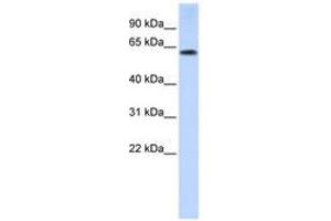 Image no. 1 for anti-Tripartite Motif Containing 55 (TRIM55) (AA 72-121) antibody (ABIN6740819) (TRIM55 抗体  (AA 72-121))