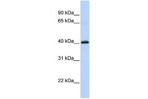 WB Suggested Anti-FOXI1 Antibody Titration:  0. (FOXI1 抗体  (C-Term))