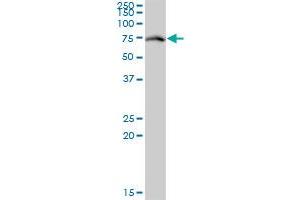 Western Blotting (WB) image for anti-Rac GTPase Activating Protein 1 (RACGAP1) (AA 1-110) antibody (ABIN565414)