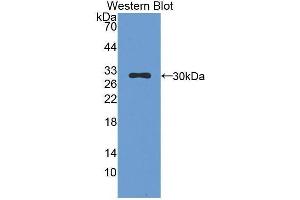 Western Blotting (WB) image for anti-Chymase 1, Mast Cell (CMA1) (AA 9-247) antibody (ABIN1858430) (CMA1 抗体  (AA 9-247))