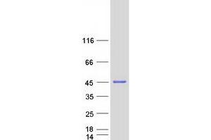 Western Blotting (WB) image for Reticulon 4 Interacting Protein 1 (RTN4IP1) protein (Myc-DYKDDDDK Tag) (ABIN2731241)