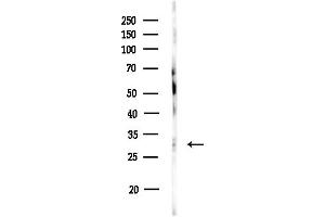 anti-Syntaxin 6 (STX6) (Internal Region) antibody