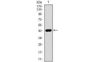Western Blotting (WB) image for anti-Mitogen-Activated Protein Kinase 8 (MAPK8) antibody (ABIN969537)