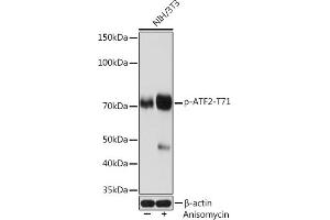 Western blot analysis of extracts of NIH/3T3 cells, using Phospho--T71 Rabbit mAb (ABIN7265404) at 1:1000 dilution. (ATF2 抗体  (pThr71))