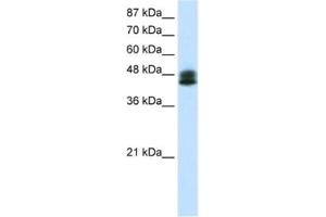 Western Blotting (WB) image for anti-Zinc Finger Protein 785 (ZNF785) antibody (ABIN2461309) (ZNF785 抗体)