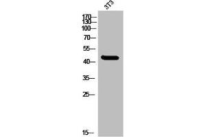 Western Blot analysis of 3T3 cells using MNDA Polyclonal Antibody (MNDA 抗体  (C-Term))