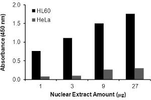 Transcription factor assay of NF-κB RelB from nuclear extracts of HL60 cells or HeLa cells with the  NF-κB RelB TF Activity Assay. (RELB ELISA 试剂盒)