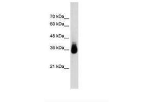 Image no. 1 for anti-Homeobox C9 (HOXC9) (N-Term) antibody (ABIN203532) (HOXC9 抗体  (N-Term))