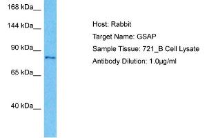 Host:  Rabbit  Target Name:  GSAP  Sample Type:  721_B Whole Cell lysates  Antibody Dilution:  1. (GSAP 抗体  (N-Term))