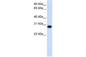 Western Blotting (WB) image for anti-GINS Complex Subunit 2 (Psf2 Homolog) (GINS2) antibody (ABIN2458998) (GINS2 抗体)