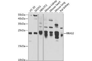 Western blot analysis of extracts of various cell lines, using RR antibody (ABIN6132604, ABIN6147257, ABIN6147258 and ABIN6222873) at 1:1000 dilution. (RRAS2 抗体  (AA 1-204))