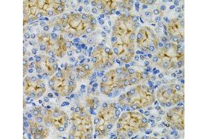 Immunohistochemistry of paraffin-embedded Mouse kidney using DEFB132 Polyclonal Antibody at dilution of 1:100 (40x lens). (DEFB132 抗体)