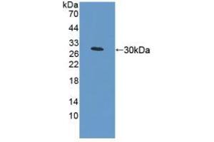 Western Blotting (WB) image for anti-Mitofusin 1 (MFN1) (AA 1-234) antibody (ABIN5013951)