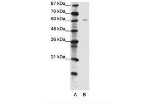 ZNF286A 抗体  (C-Term)