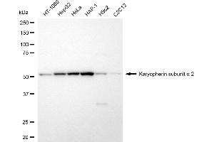 anti-Importin Subunit alpha-1 (KPNA2) antibody