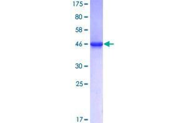 RNF11 Protein (AA 1-154) (GST tag)