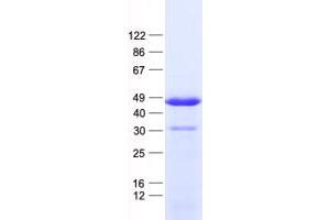 Western Blotting (WB) image for Pancreatic and Duodenal Homeobox 1 (PDX1) protein (His tag) (ABIN2723515)