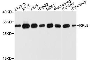 Western blot analysis of extracts of various cell lines, using RPL8 antibody (ABIN4905043) at 1:1000 dilution. (RPL8 抗体)