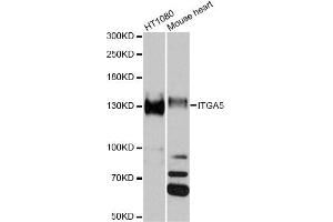 Western blot analysis of extracts of various cell lines, using ITGA5 antibody (ABIN1882336) at 1:1000 dilution. (ITGA5 抗体)