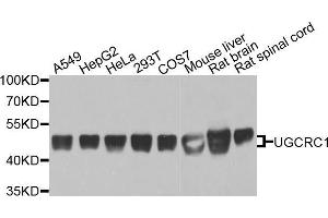 Western blot analysis of extracts of various cell lines, using UQCRC1 antibody (ABIN5971722) at 1/1000 dilution. (UQCRC1 抗体)