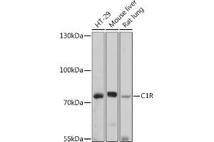 Western blot analysis of extracts of various cell lines, using C1R antibody (ABIN7266476) at 1:1000 dilution. (C1R 抗体  (AA 466-705))