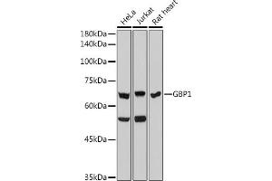 Western blot analysis of extracts of various cell lines, using GBP1 antibody (ABIN7267549) at 1:1000 dilution. (GBP1 抗体)