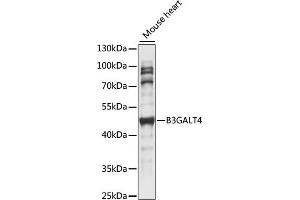 Western blot analysis of extracts of Mouse heart, using B3G antibody (ABIN7271197) at 1:1000 dilution.