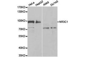 Western Blotting (WB) image for anti-Nuclear Receptor Subfamily 3, Group C, Member 1 (Glucocorticoid Receptor) (NR3C1) antibody (ABIN1873953) (Glucocorticoid Receptor 抗体)