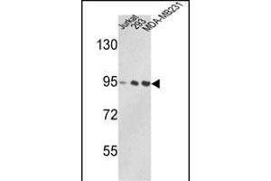 Western blot analysis of VCP Antibody (C-term) (ABIN390907 and ABIN2841113) in Jurkat, 293, MDA-M cell line lysates (35 μg/lane).