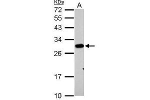 WB Image Prohibitin antibody detects PHB protein by Western blot analysis. (Prohibitin 抗体)
