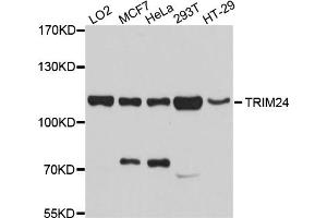 Western blot analysis of extracts of various cell lines, using TRIM24 antibody. (TRIM24 抗体)