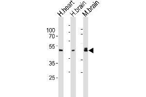 Western blot analysis of lysates from human heart, human brain, mouse brain tissue lysate (from left to right), using NDEL1 Antibody (Center) (ABIN6244172 and ABIN6577868). (NDEL1 抗体  (AA 178-213))