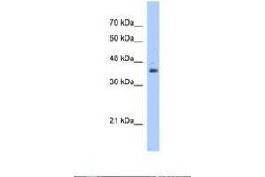 Image no. 1 for anti-GNAS Complex Locus (GNAS) (AA 121-170) antibody (ABIN320674) (GNAS 抗体  (AA 121-170))