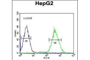 FOXP3 Antibody (Center) (ABIN650728 and ABIN2839416) flow cytometric analysis of HepG2 cells (right histogram) compared to a negative control cell (left histogram). (FOXP3 抗体  (AA 155-182))