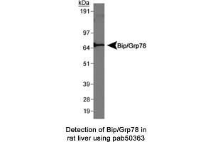Image no. 1 for anti-Heat Shock 70kDa Protein 5 (Glucose-Regulated Protein, 78kDa) (HSPA5) (AA 600-654), (C-Term) antibody (ABIN363672) (GRP78 抗体  (C-Term))