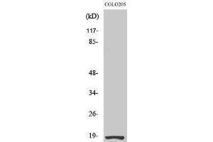 Western Blotting (WB) image for anti-Ribosomal Protein S27L (RPS27L) (N-Term) antibody (ABIN3186800) (RPS27L 抗体  (N-Term))