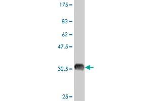 Western Blot detection against Immunogen (35. (OCT4 抗体  (AA 81-164))