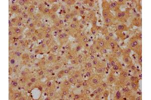 IHC image of ABIN7149649 diluted at 1:700 and staining in paraffin-embedded human liver tissue performed on a Leica BondTM system. (DLL3 抗体  (AA 27-492))