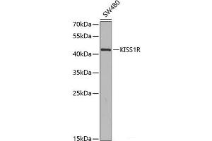 Western blot analysis of extracts of SW480 cells using KISS1R Polyclonal Antibody at dilution of 1:350. (KISS1R 抗体)
