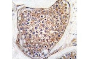 IHC analysis of FFPE human testis tissue stained with TIE2 antibody (TEK 抗体  (AA 758-789))