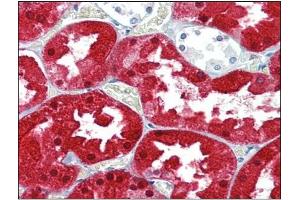 Immunohistochemistry Image: Human Kidney: Formalin-Fixed, Paraffin-Embedded (FFPE) (ASS1 抗体  (Internal Region))