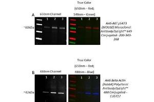 Western Blotting (WB) image for Revitablot™ Western Blot Stripping Buffer (ABIN1607927)